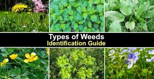 19 types of weeds with pictures