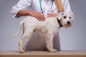 fatty tissue tumor benign in dogs