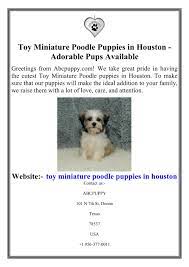 ppt toy miniature poodle puppies in