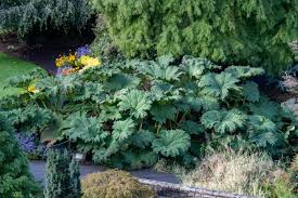Big Leaf Plants 12 Outdoor Plants With