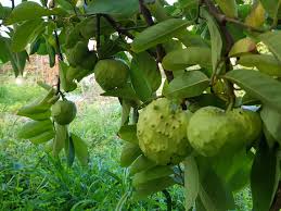 Annona Cherimoya Custard Apple Exotic Fruit In South Italy