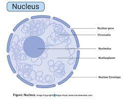 Nucleus- Definition, Structure, Parts, Functions, Diagram