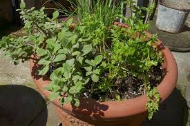 Herb Garden In A Small Outdoor Space