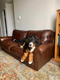 pet friendly living room furniture