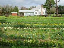 smith county master gardeners celebrate