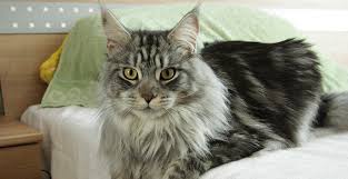 top 12 most expensive cat breeds in the