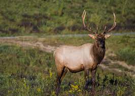 live cam virginia elk roam their