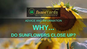 do-sunflowers-close-at-night