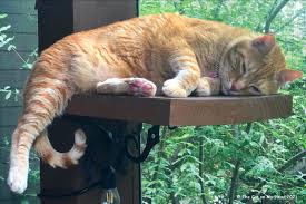 ptoo a snooze on the catio the cat