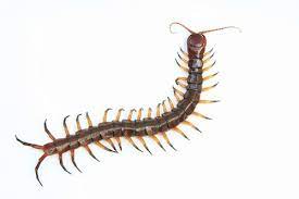 How To Get Rid Of Millipedes Pestxpert