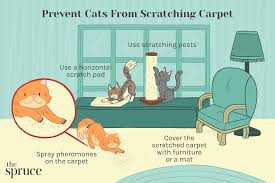 your cat from scratching the carpet