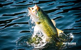 Find clean fish wallpapers hd for iphone. Bass Fishing Wallpapers Top Free Bass Fishing Backgrounds Wallpaperaccess