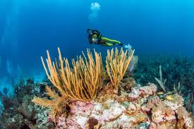 Diving In Belize Padi Travel