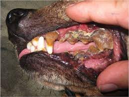 natural remes for dog gum disease