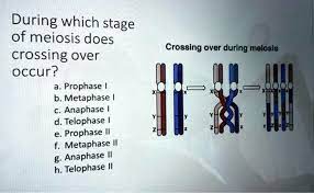 telophase prophase il metaphase g