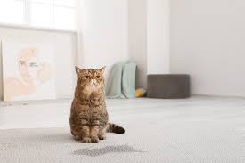 10 best carpet cleaners for cat urine