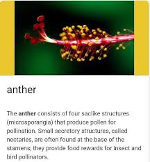 the fl part that produces pollen