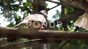 A collection of all my pink wallpapers. Doves Stock Footage Royalty Free Stock Videos Page 37