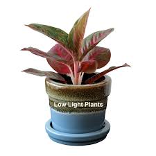 The Best Low Light Plants For Indoors