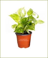 Check spelling or type a new query. Top Lucky Plants For Home And Offices