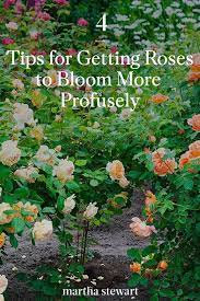 four tips for getting your roses to
