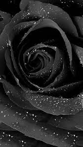 black roses hd phone wallpaper