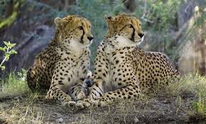Cheetah Facts For Kids All About Cheetahs Kidz Feed