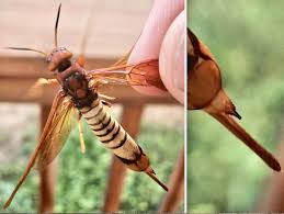 Stinging insects 101 how to identify the pest, the nest and the threat stinging insects such as various types of wasps, yellowjackets, hornets and bees, are common summertime pests and their stings can be more than just a painful nuisance. Insect Identification