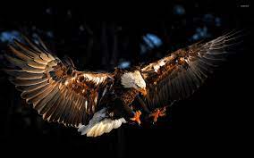 Bald eagle with wings spread wallpaper ...