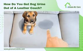 dog urine out of a leather couch