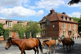 dog friendly hotels in the new forest