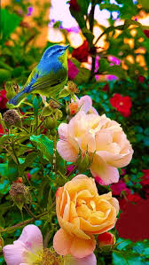 birds flowers nature hd phone wallpaper