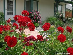 Pictures Of Gardens Front Yard Rose Garden