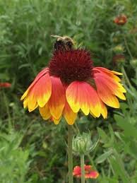 Plant A Pollinator Garden Ohio