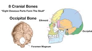 An area called the occiput. Skull Anatomy Cranial Bone And Suture Labeled Diagram Names Mnemonic Ezmed