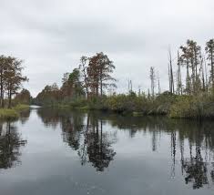 the slow clock of the okefenokee sw