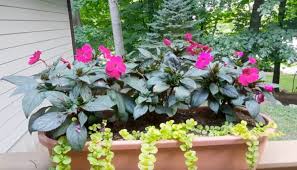 Drought Tolerant Plants For Containers