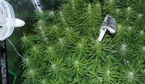 If you're growing indoors how to organize the watering process when growing marijuana. Flowering Stages Of Cannabis Plants What To Expect Step By Step