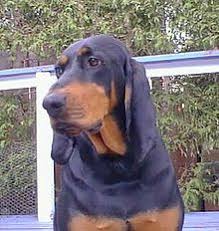 To ensure that you're really buying a black and tan coonoodle. Black And Tan Coonhound Wikipedia