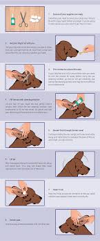 Www.pinterest.com add one or two drops of the ear cleaning solution to your dog's ears, one ear at a time, and gently massage the base … Howto Clean Dog Ears Yours Trulyjuly