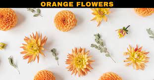 orange flowers names with pictures