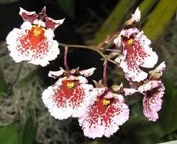tolumnia orchids in our tropics