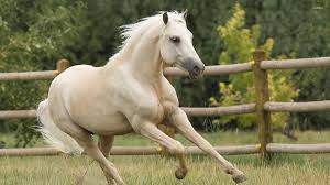 beautiful white horse running hd