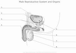 Provided all organs are present, normally constructed, and functioning properly, the essential features of human reproduction are (1) liberation of an ovum, or egg, at a specific time in the reproductive. Anatomy Blank Worksheets Of 50 The Female Reproductive System Worksheet Free Templates