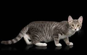 grey tabby cats facts and frequently