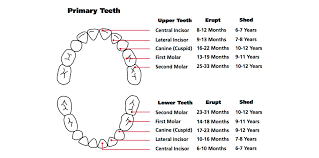 Teething Chart Thetot