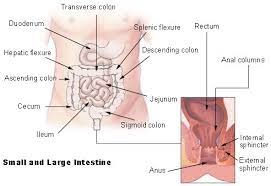 Too many eosinophils can cause injury and irritation to the colon. Seer Training Small Large Intestine