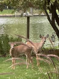 keep the deer from eating the plants in