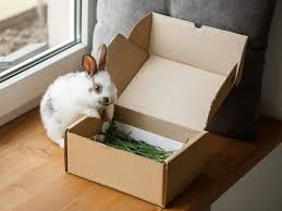 You can even just give your rabbit a toilet paper roll without doing anything special to it. Best Rabbit Toys In 2021