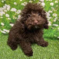 brownie male poodle toy puppy for
